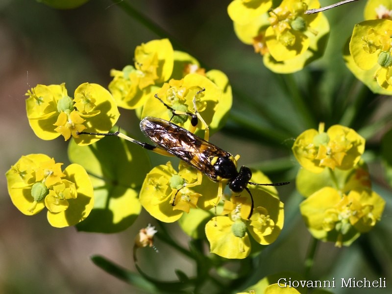 Macrophia montana, Tenthredinidae